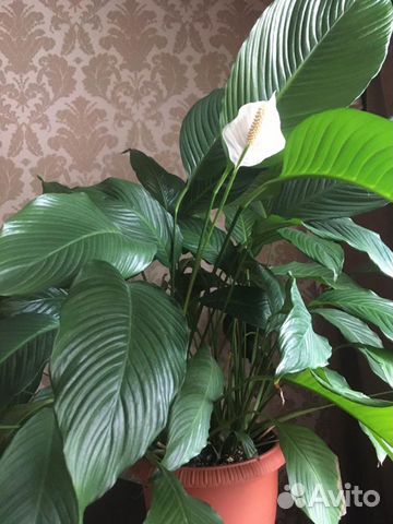 Спатифиллум отросток