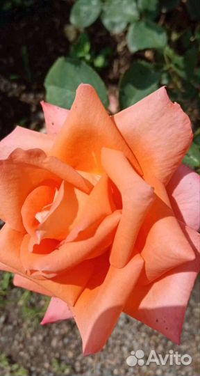 Массаж Лечебный. Классический