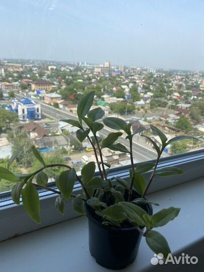 Традесканция