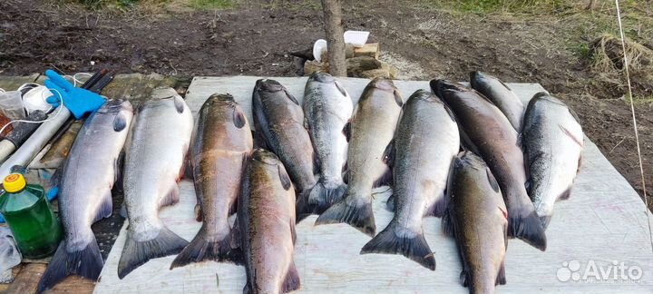 Рыбалка и отдых на Камчатке