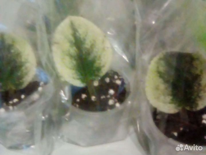 Укоренённые листики фиалок