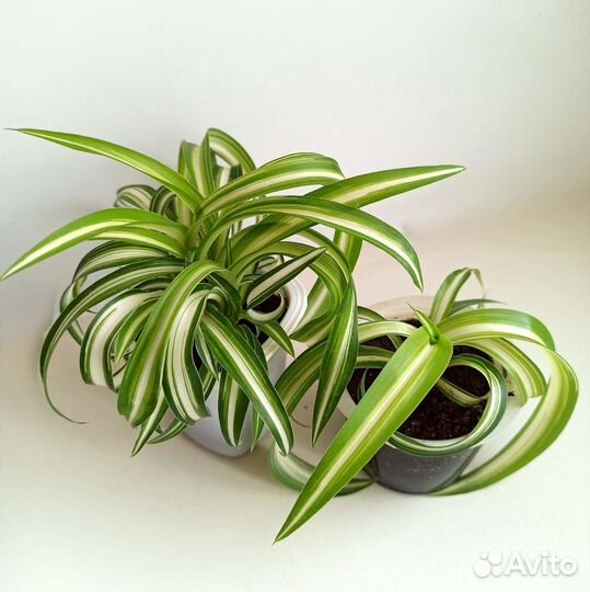 Комнатные цветы,денежное дерево,хлорофитум