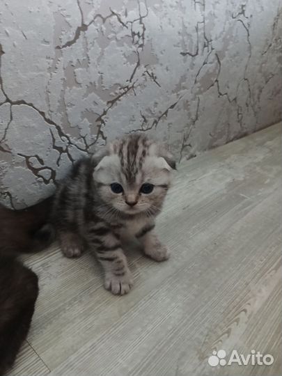 Шотландская вислоухая кошка