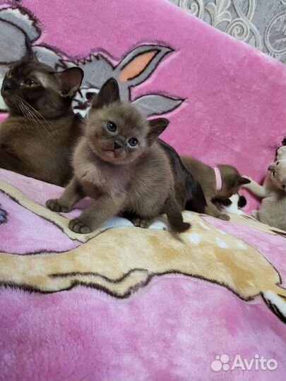 Котята бурманской кошки