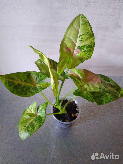 Сингониумы