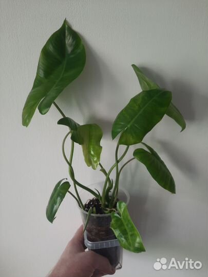 Филодендрон Бурле Маркс