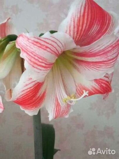 Гиппеаструм fairy tale