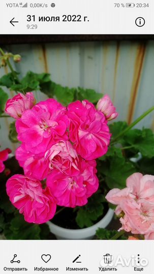 Пеларгония герань сортовая