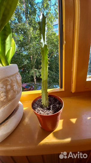 Эуфорбия тригона (кактус молочай)