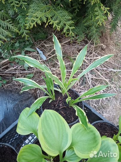 Комплект редких мини хост, Гейхеры и многолетники