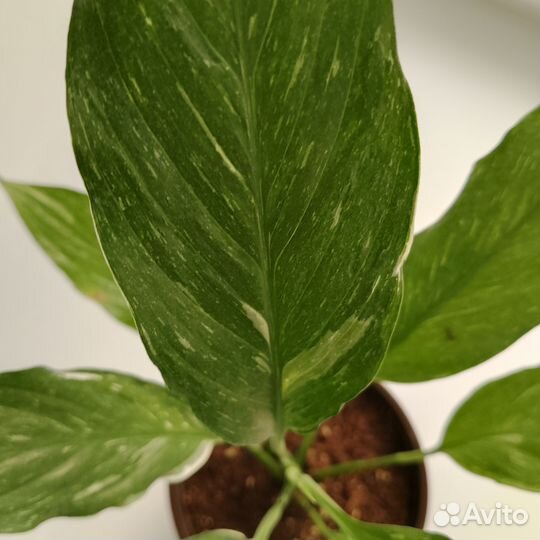 Спатифиллум даймонд