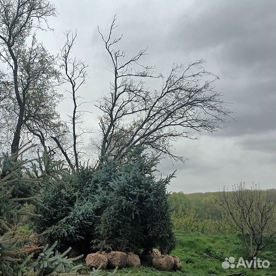 Ель голубая