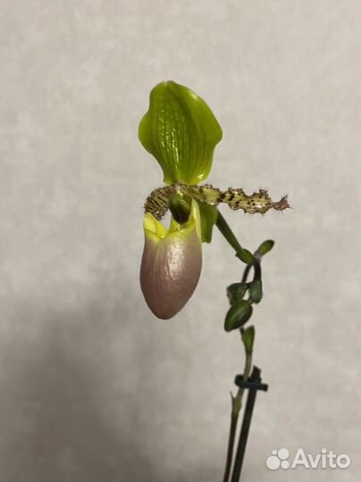 Орхидеи фаленопсис цветут