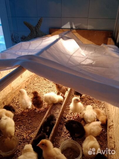 Цыплята несушки