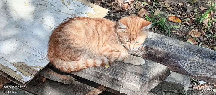 Кошка в дар бесплатно