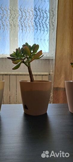 Красула толстянка