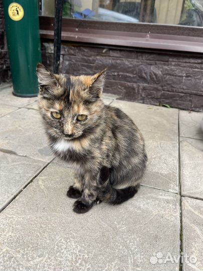 Котята в добрые руки бесплатно