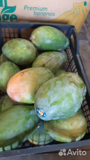 Манго свежее