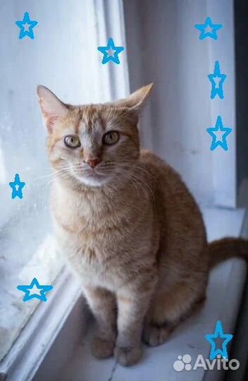 Рыжая кошечка Лиза