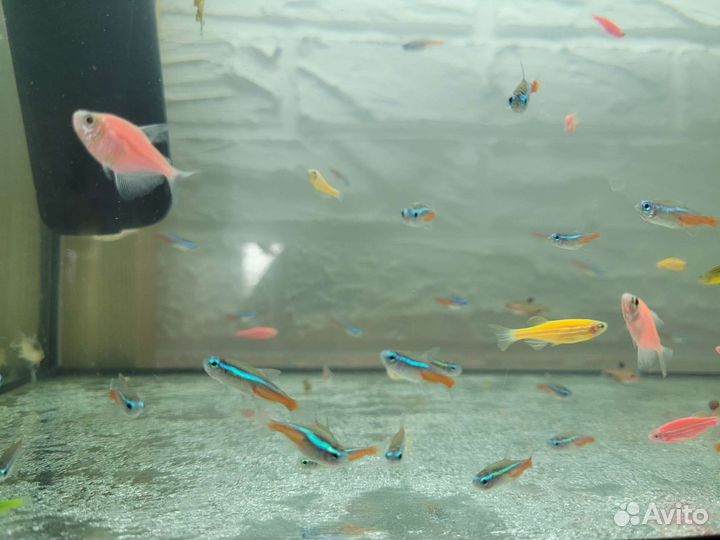 Аквариумные рыбки