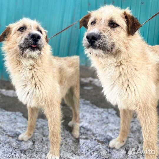 Собака в заботливые руки