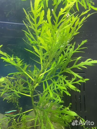 Аквариумные растения - Гигрофила синема