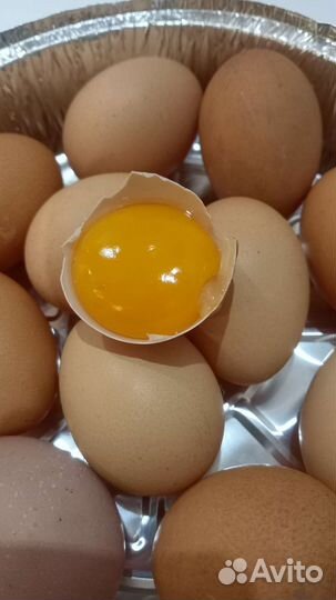 Яйца
