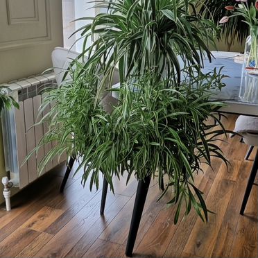 Хлорофитум