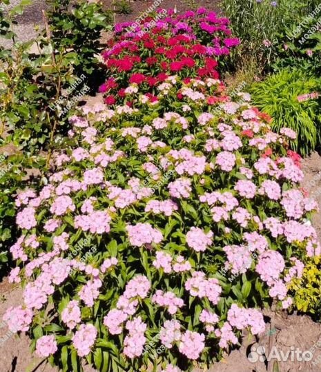 Хризантемы, Гвоздика турецкая, Сныть пестролистная