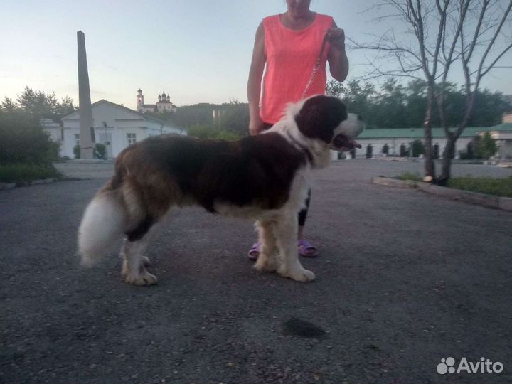 Сенбернар