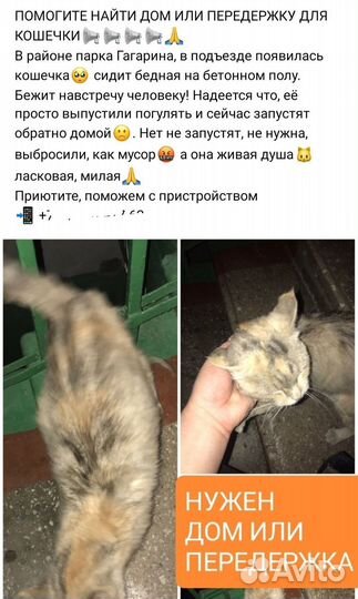 Бездомные котики