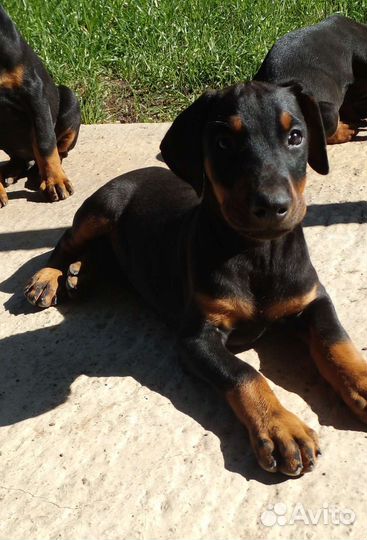 Щенки добермана