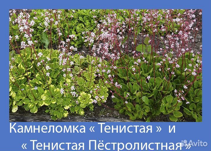 Многолетние садовые цветы