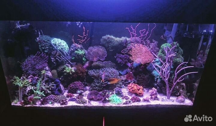 Оформление, чистка, обслуживание аквариумов и тп