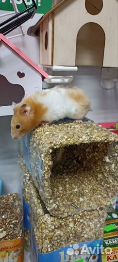 Сирийский хомяк