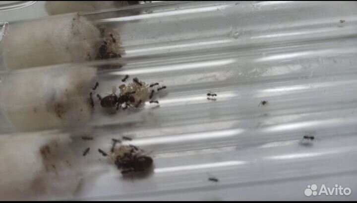 Муравьи lasius niger
