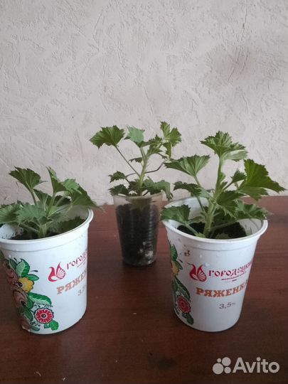 Пеларгония Аристо лавандер