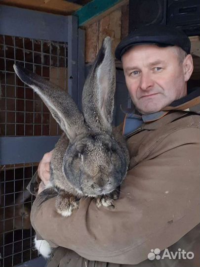 Фландры, Строкачи (нпв)