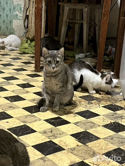 Кошки, коты, котята мальчик девочка мышеловка