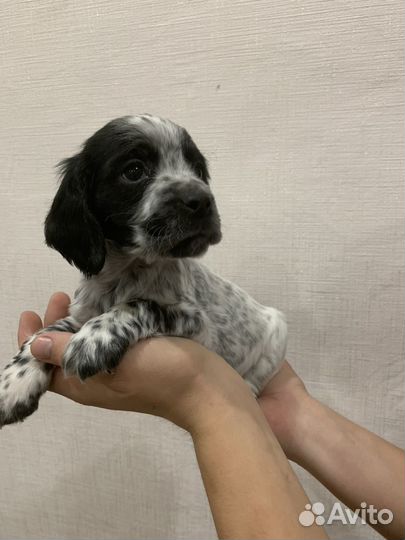 Русский спаниель