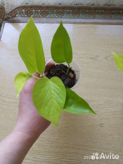 Сциндапсус (эпипремнум) Неон(голден потос)