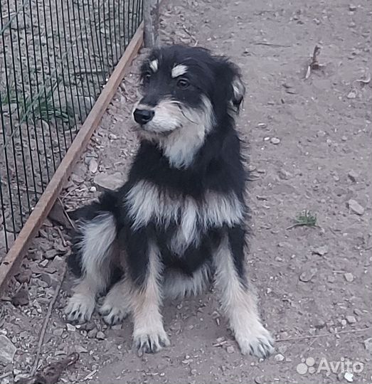 Собака в добрые руки щенок