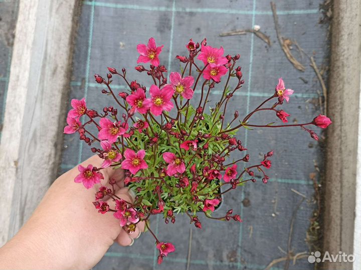 Камнеломка арендса