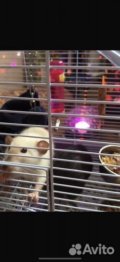 Передержка и уход животных