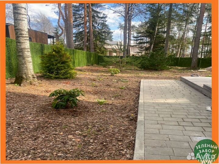 Калифорнийская изгородь