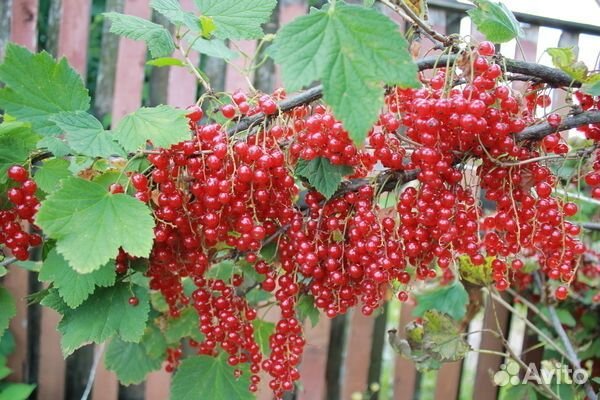 Красная смородина