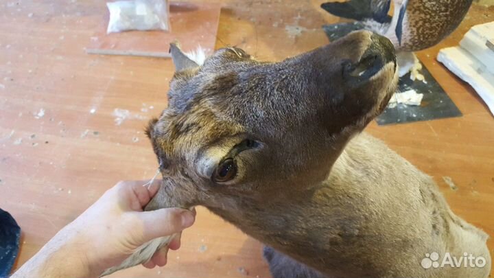 Ремонт и Реставрация Чучел