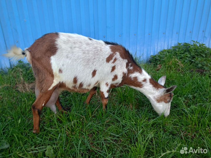 Коза дойная