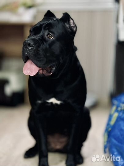 Передержка животных кошек и собак