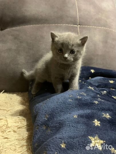 Британские котята